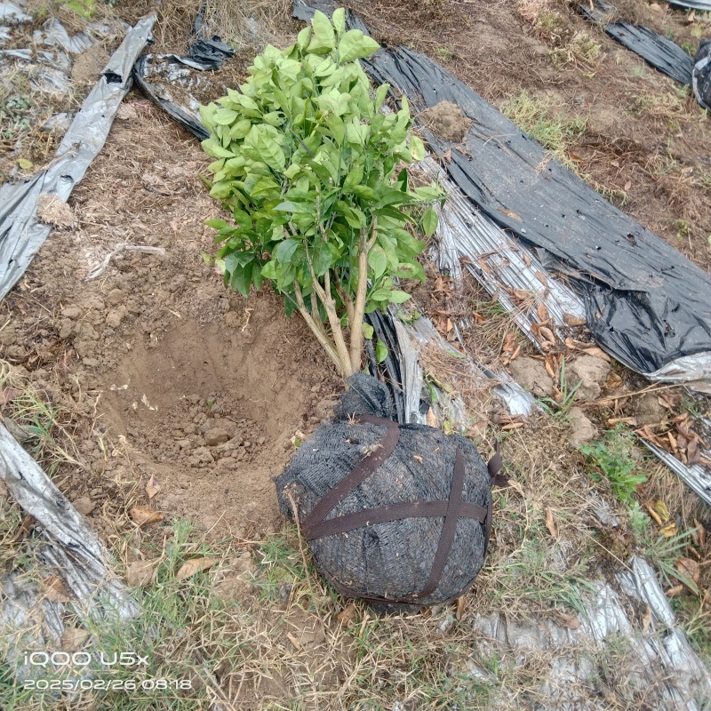 沃柑移植苗，包活，大杯苗，挂果杯苗，当年种当年挂果，