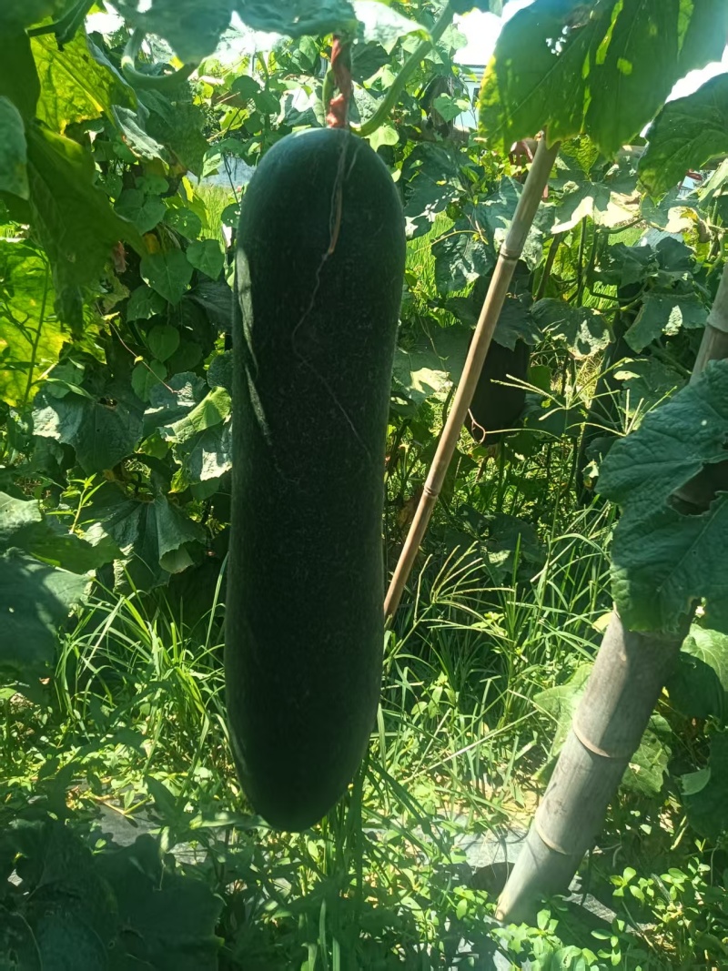 广西桂林冬瓜