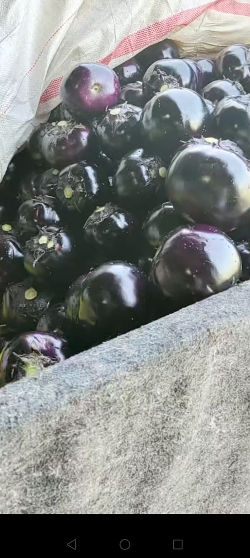 精品紫光圆茄大量上市品质保证量大从优一手货源
