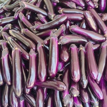 茄子、紫长茄、烧烤茄、产地一手货源、现摘现发，全国供应