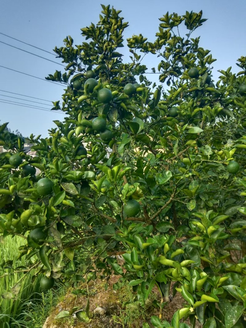 新货枳壳，