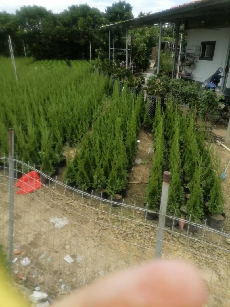 1.5米塔松，广东省普宁市基地直接发货，欢迎您随时联系！