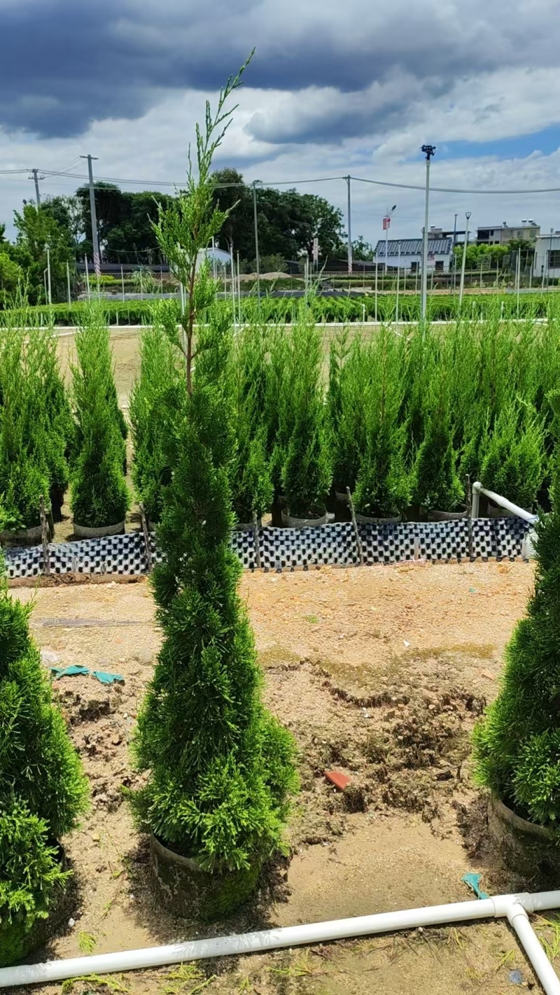 1.5米塔松，广东省普宁市基地直接发货，欢迎您随时联系！