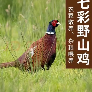 德州德葆宏七彩山鸡鸽子屠宰场