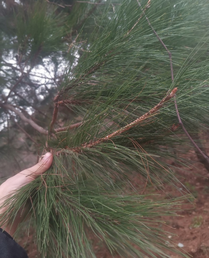 松针，鲜货现摘现发