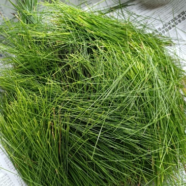 松针，鲜货现摘现发