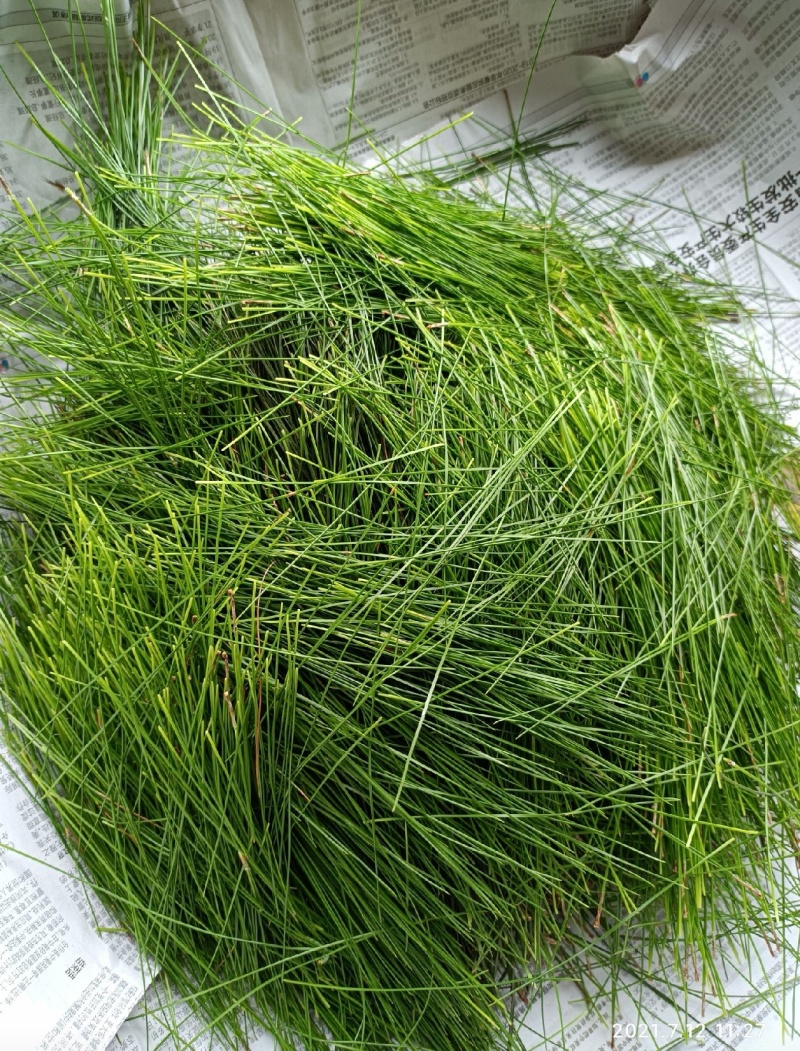 松针，鲜货现摘现发