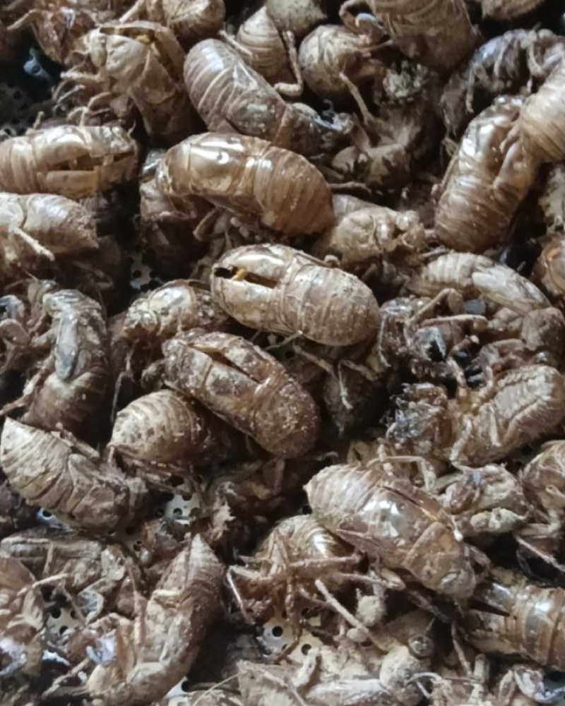 蝉蜕大量供应长期保障原产地直供量大从优