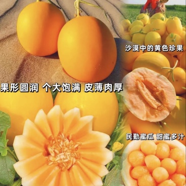 民勤沙漠蜜瓜