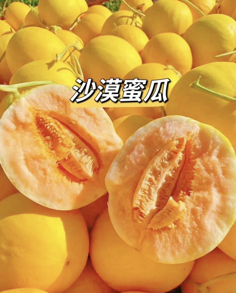 民勤沙漠蜜瓜