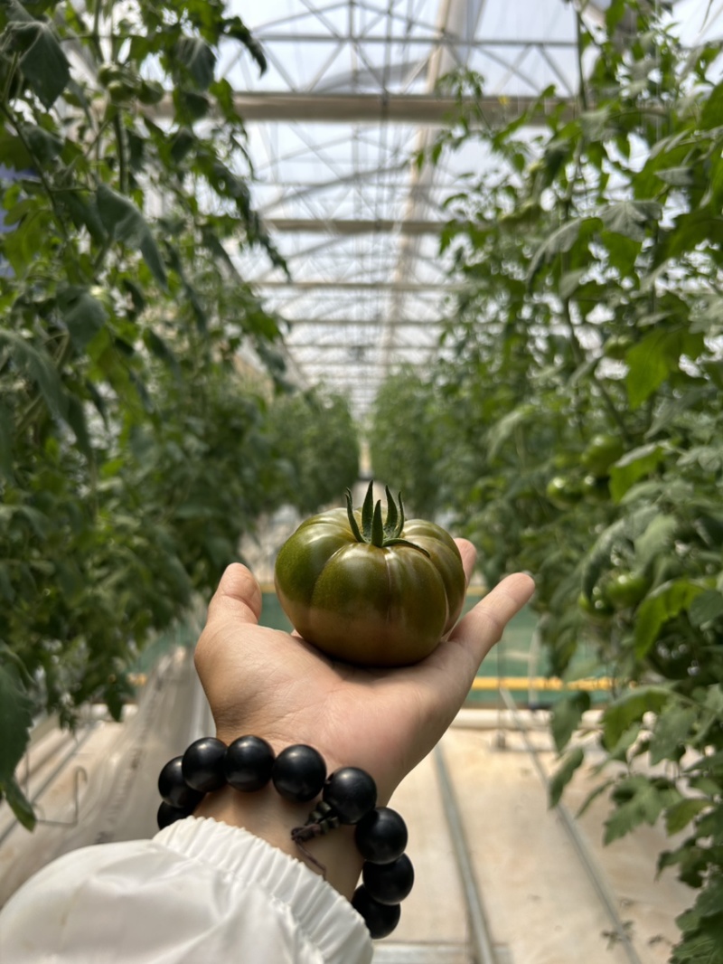 牛排番茄二级果/温室种植/茄味浓郁