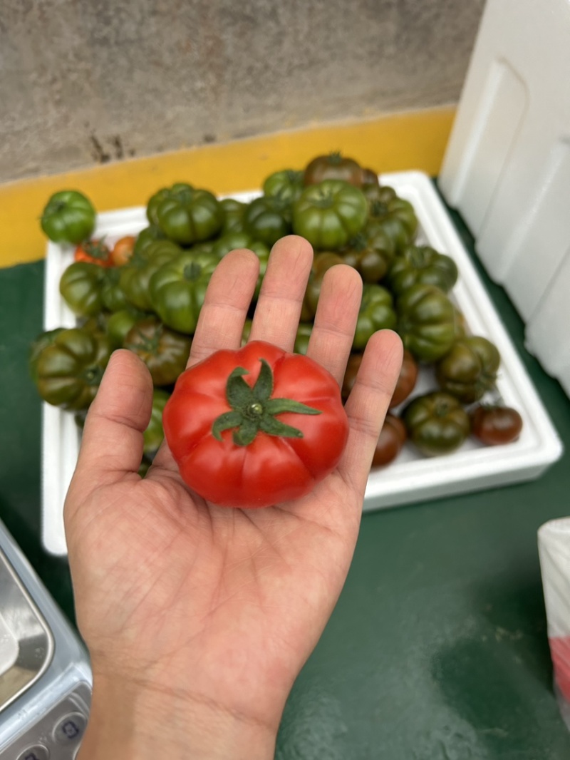 牛排番茄二级果/温室种植/茄味浓郁