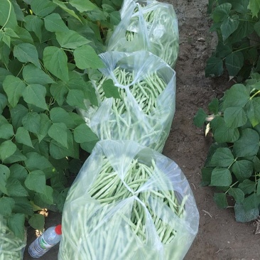 大量出货