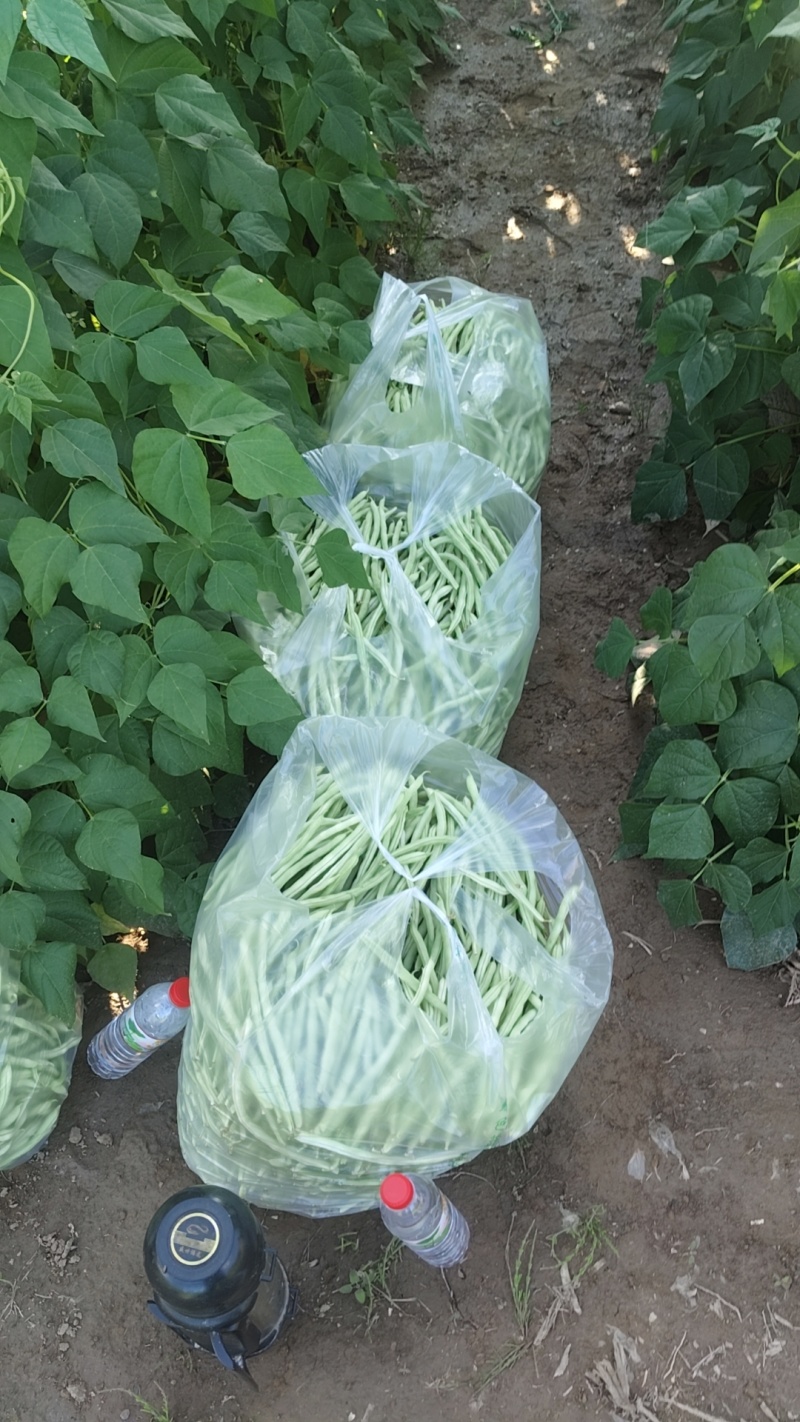 大量出货