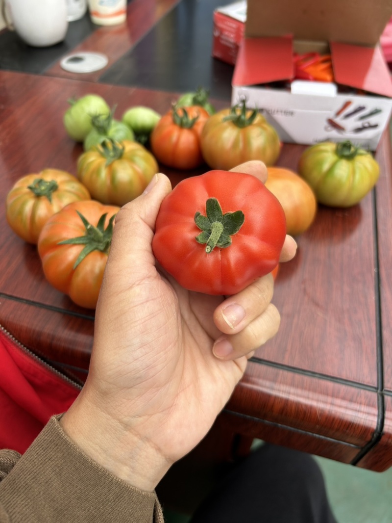 牛排番茄二级果/温室种植/茄味浓郁