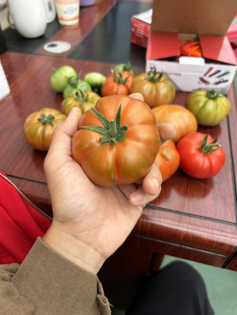 牛排番茄二级果/温室种植/茄味浓郁