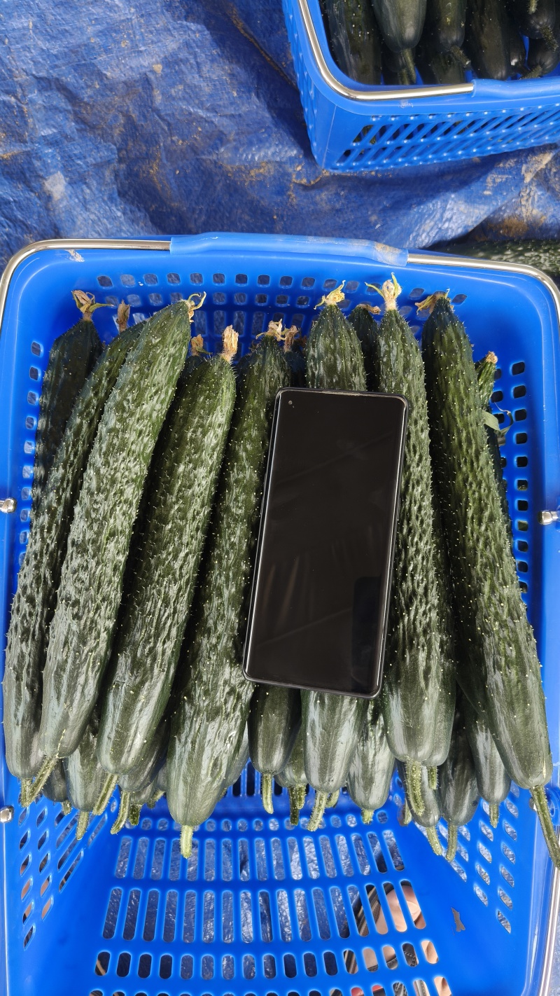 【精品】密刺青瓜，黄瓜、农户现摘现发，量大质优，全国供应