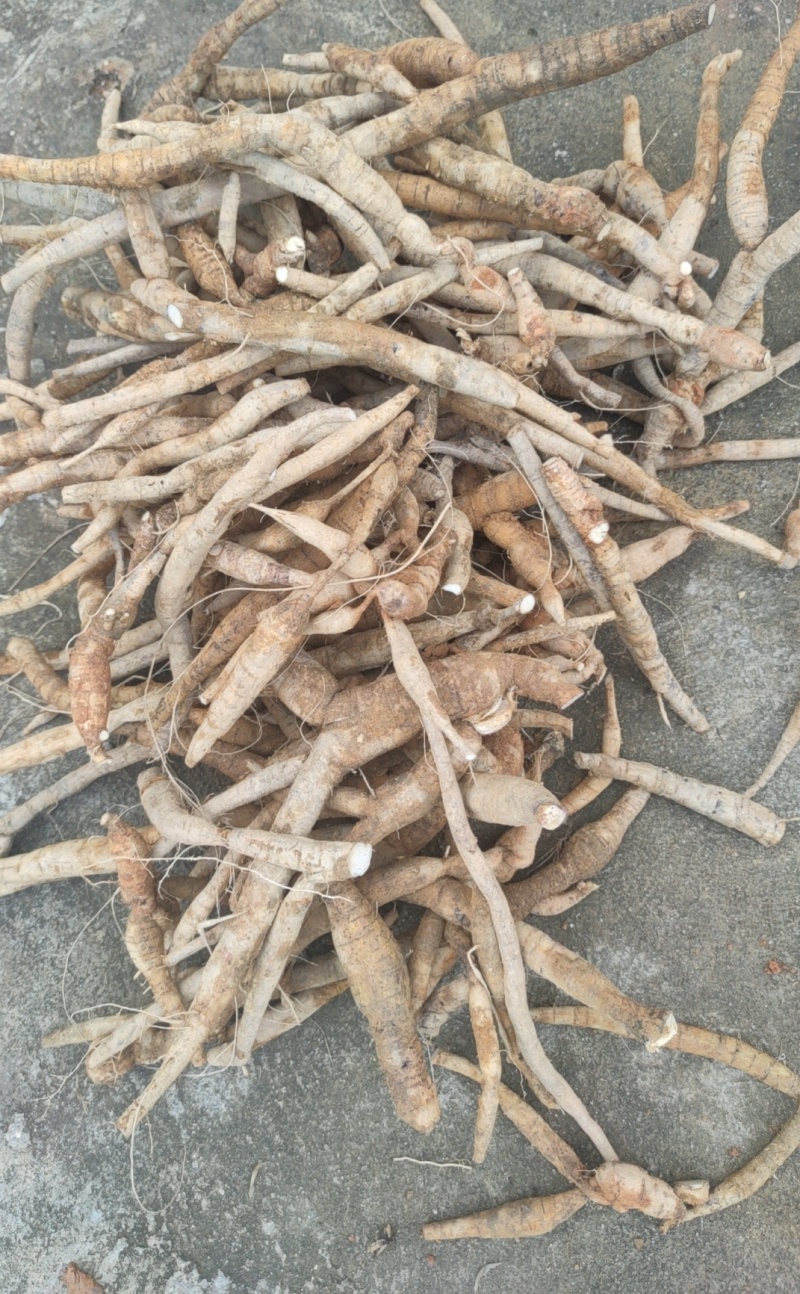 小叶大力，甘甜可口，皮老色