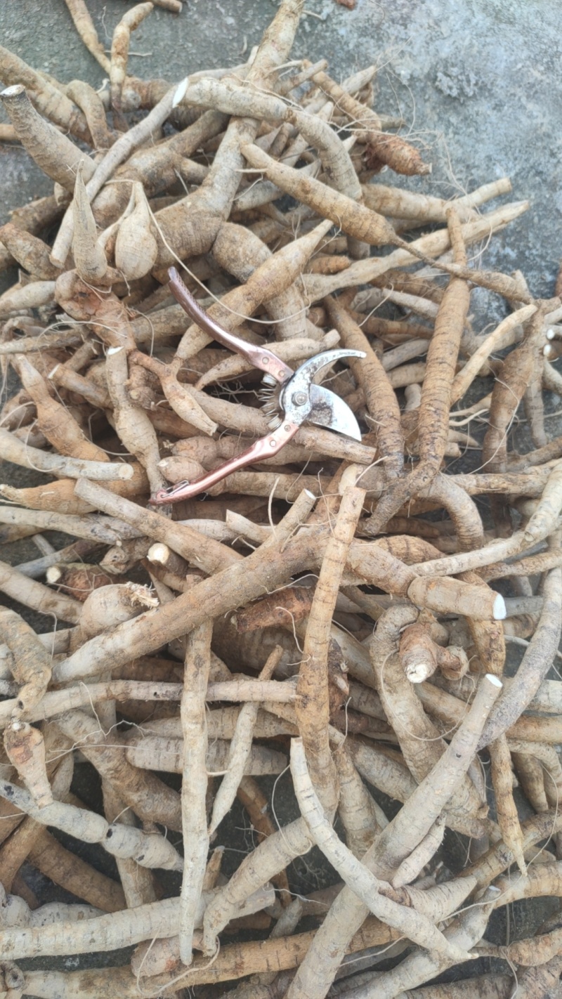 小叶大力，甘甜可口，皮老色