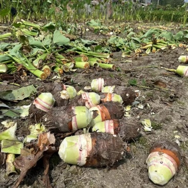 又香又糯的芋头