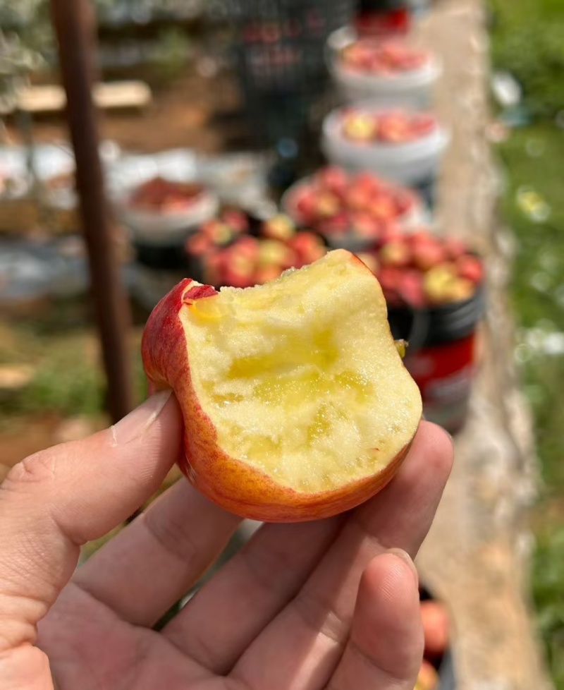 山东红富士苹果产地一手货源，规格齐全，视频看货