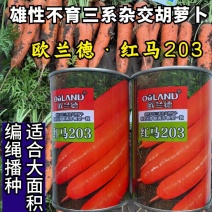 欧兰德红马203胡萝卜种子三系杂交可编绳红萝卜种子籽春秋