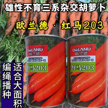 欧兰德红马203胡萝卜种子三系杂交可编绳红萝卜种子籽春秋