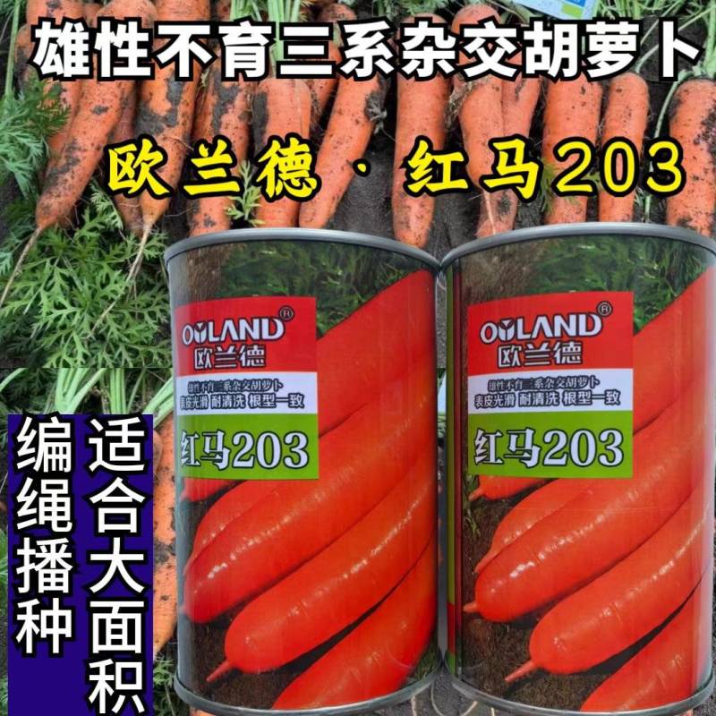 欧兰德红马203胡萝卜种子三系杂交可编绳红萝卜种子籽春秋