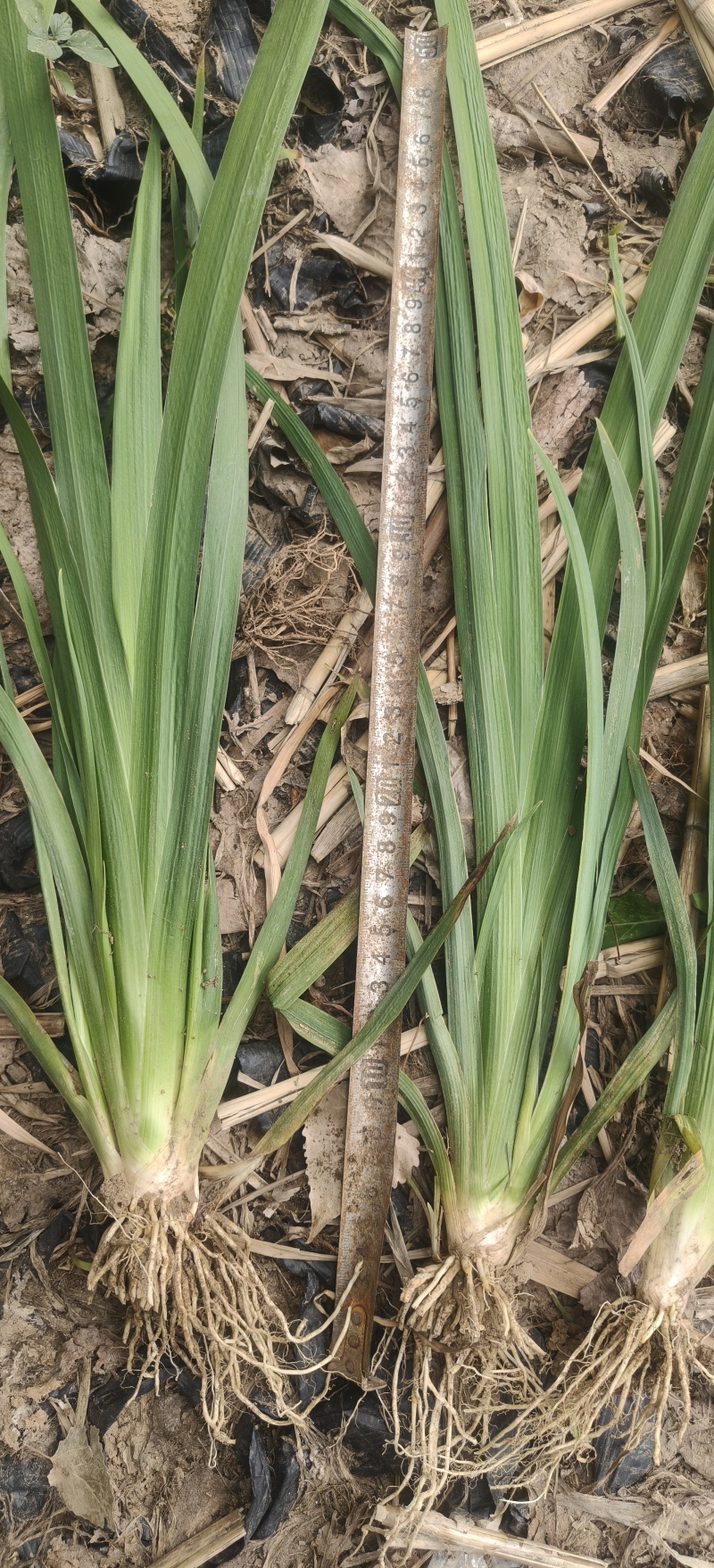 ，黄菖蒲，大量