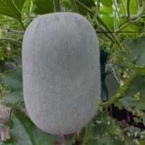 米冬瓜，小冬瓜，粉娃