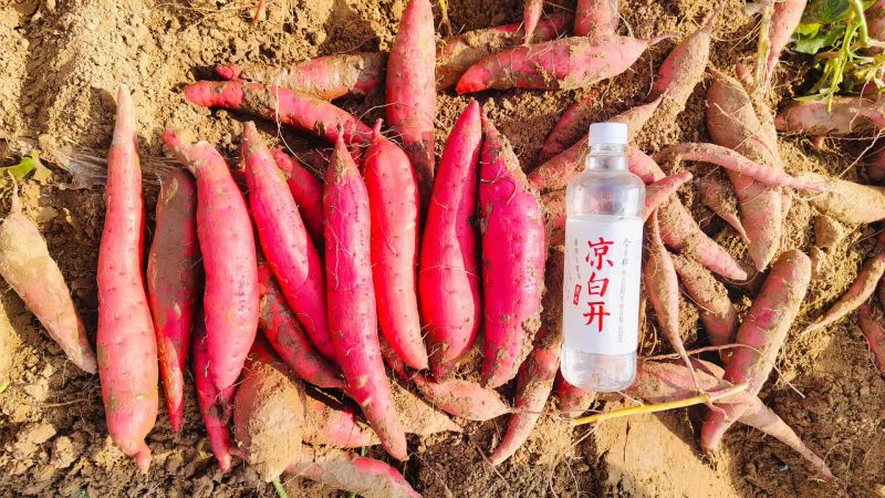 河北省保定市西瓜红红薯大量上市量大优惠欢迎广大客商联系