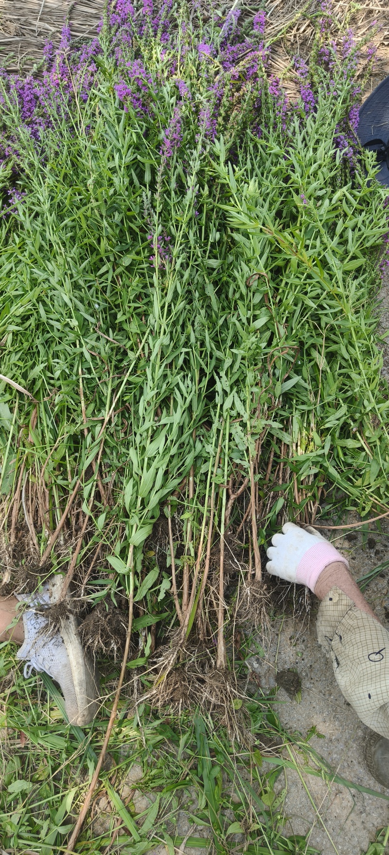千屈菜