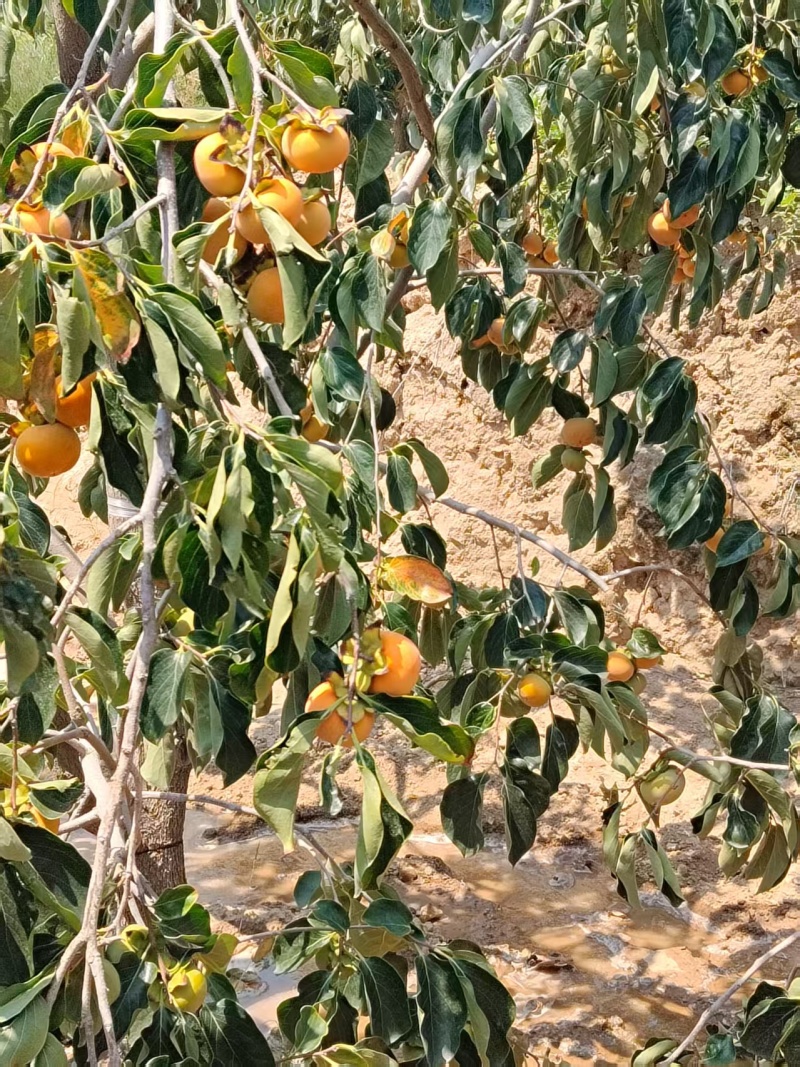 七月黄柿子大面黄啦，产地有2千亩，品质优量，口感上成。