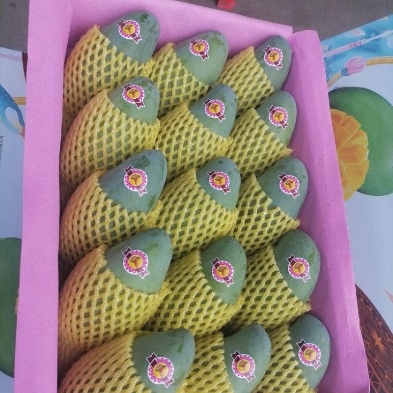 百色桂七香芒