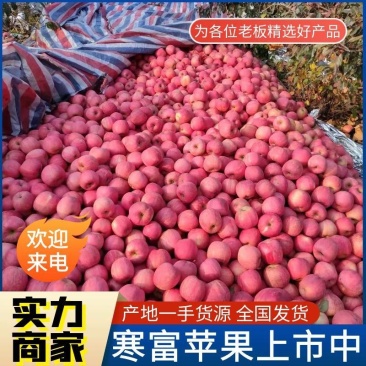 【寒富苹果】高山寒富士/产地大量上市/现摘现发/全国发货