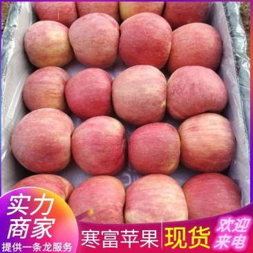 精品《寒富苹果》绥中高山寒富士/货源充足规格齐全全国发货