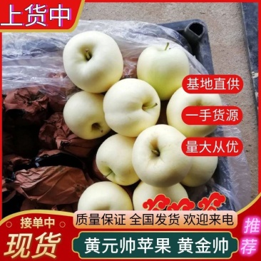 《黄金帅苹果》辽宁绥中产地直供/规格齐全货源充足量大