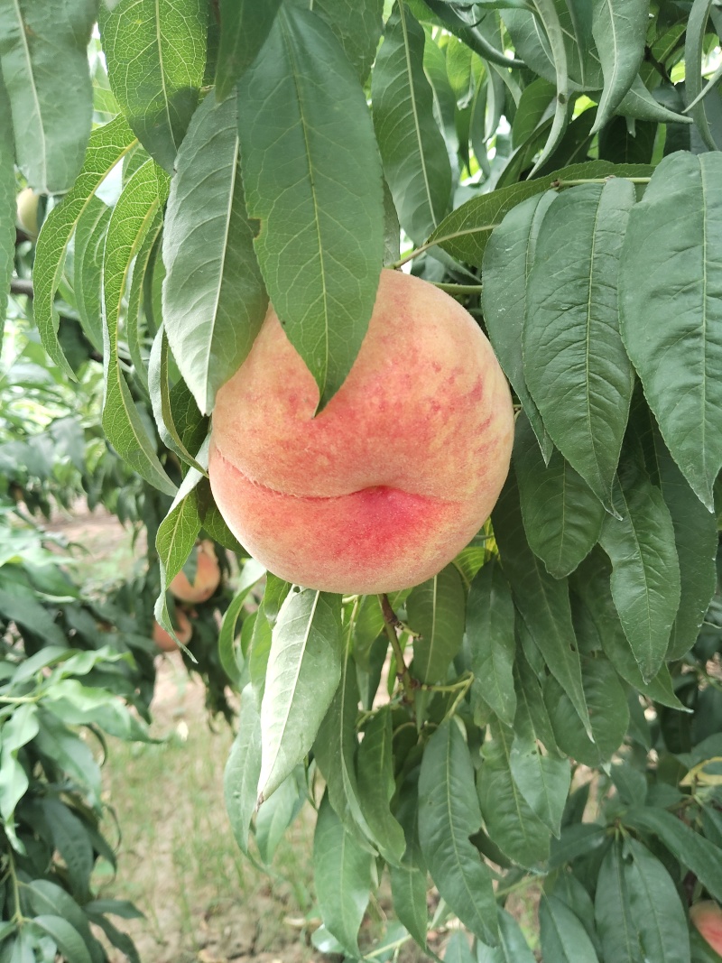 北京贡桃