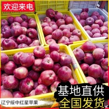 《红星苹果》辽宁苹果/现摘现发/规格齐全/产地代发全国