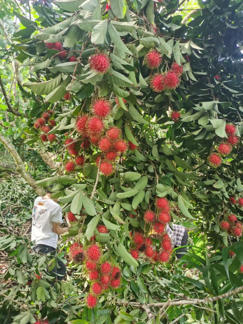 海南保亭黎族苗族自治县红毛丹