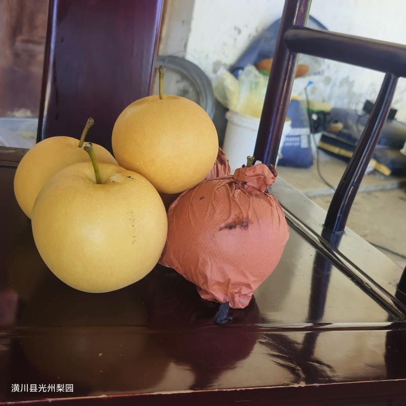 圆黄华山梨
