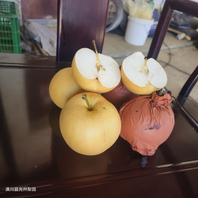 圆黄华山梨