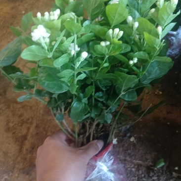 茉莉花