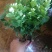 茉莉花