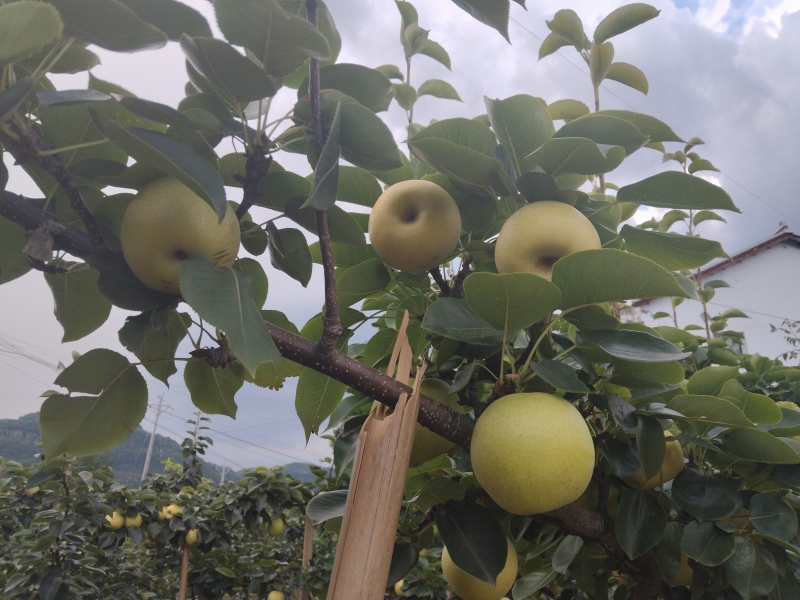 黄金梨