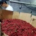 新货大红袍花椒大量有货无杆无籽品质优基地直供量大从优可