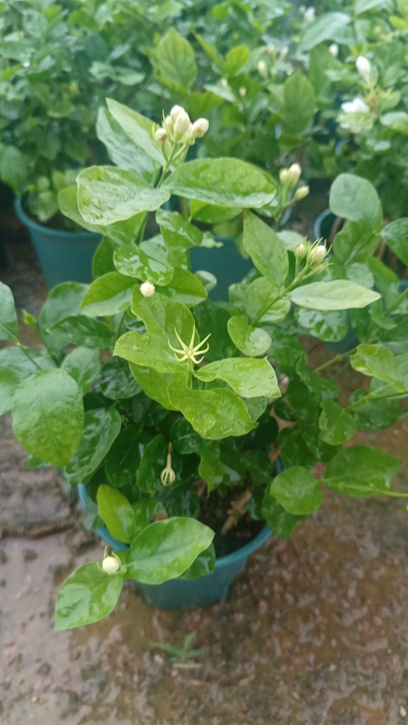 茉莉花