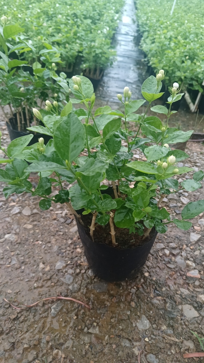 茉莉花