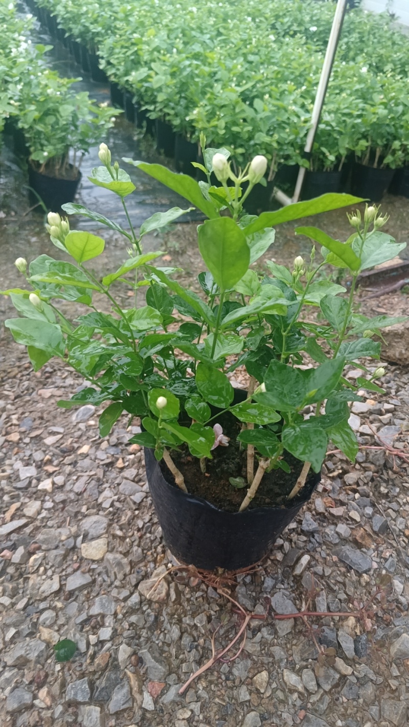 茉莉花