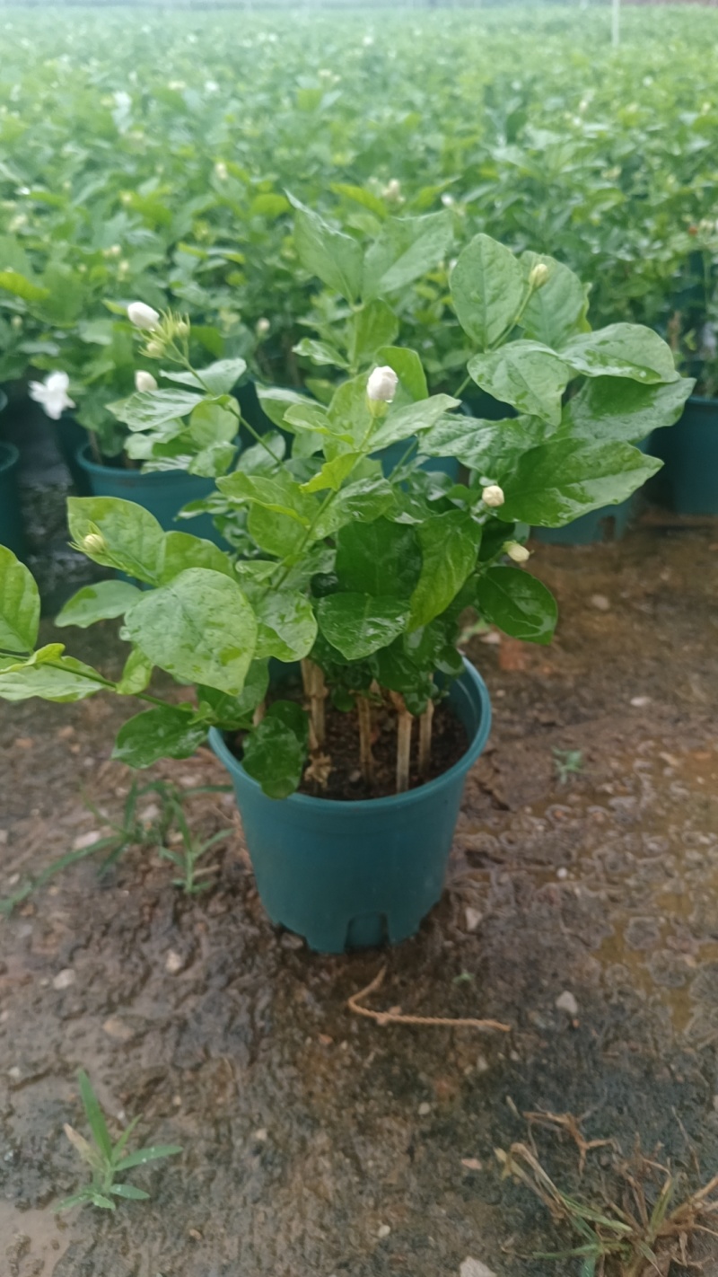 茉莉花